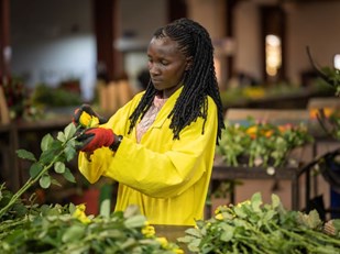 Beatrice sorteert bloemen